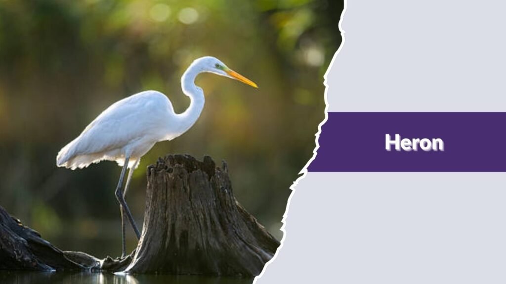 Heron