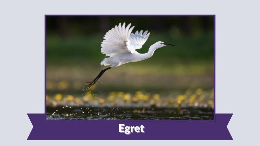 Egret