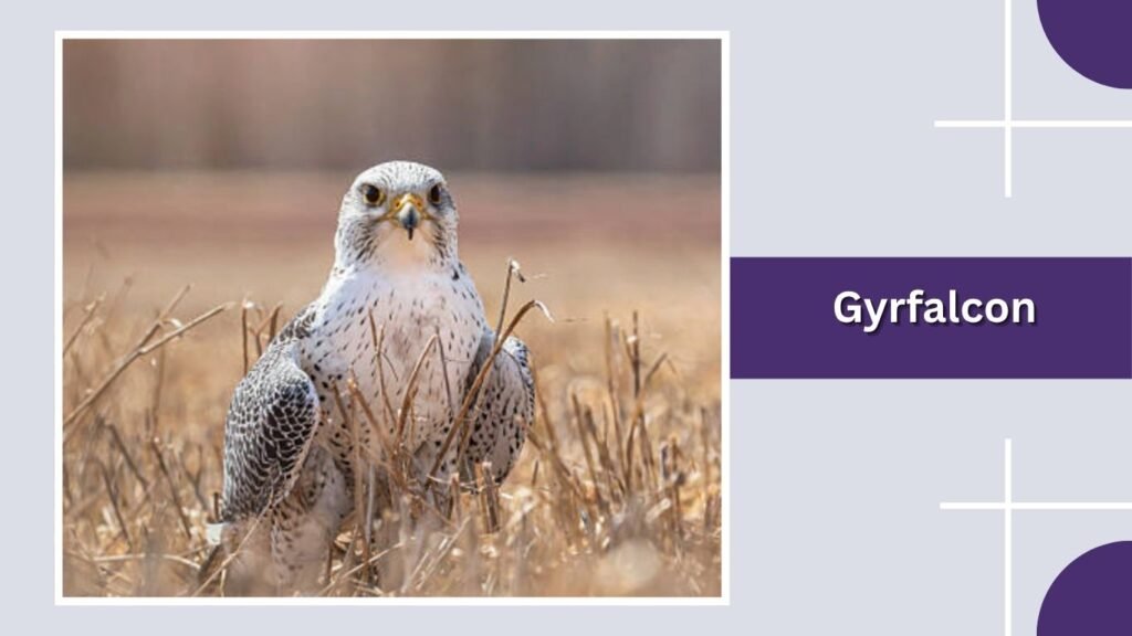 Gyrfalcon