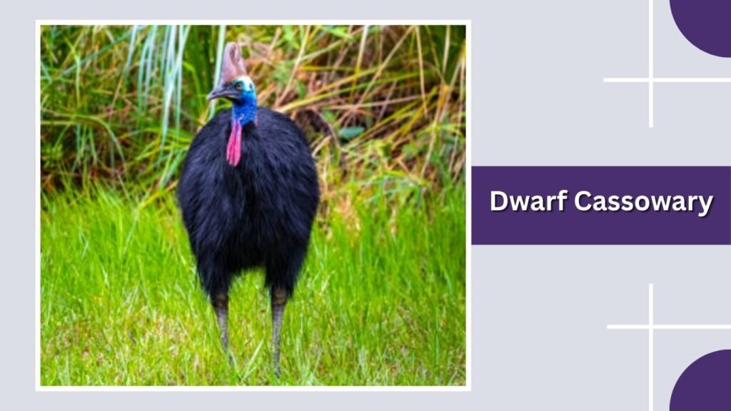  Dwarf Cassowary