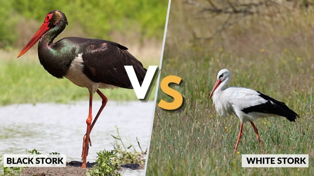 Black Stork vs White Stork