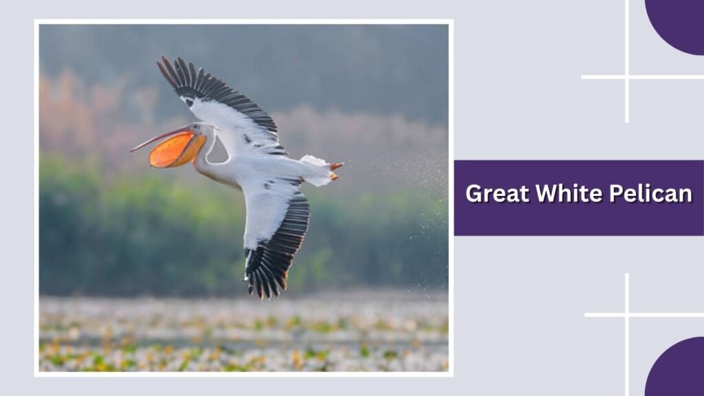  Great White Pelican
