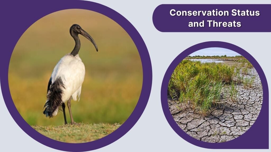 Conservation Status and Threats