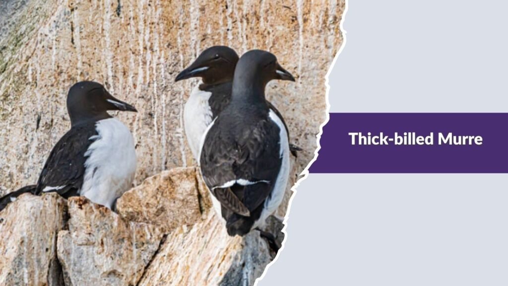 Thick-billed Murre