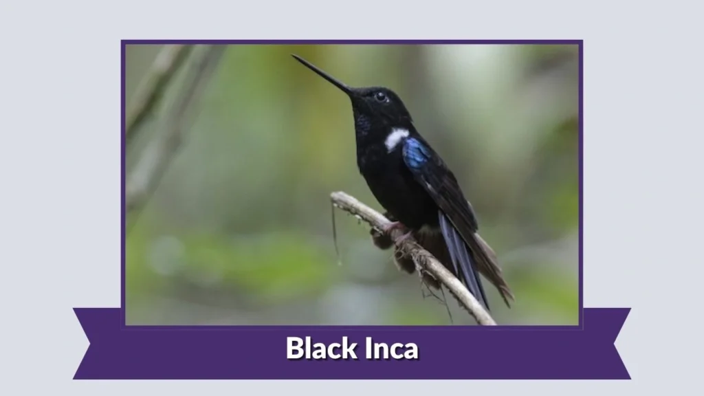 Black Inca
