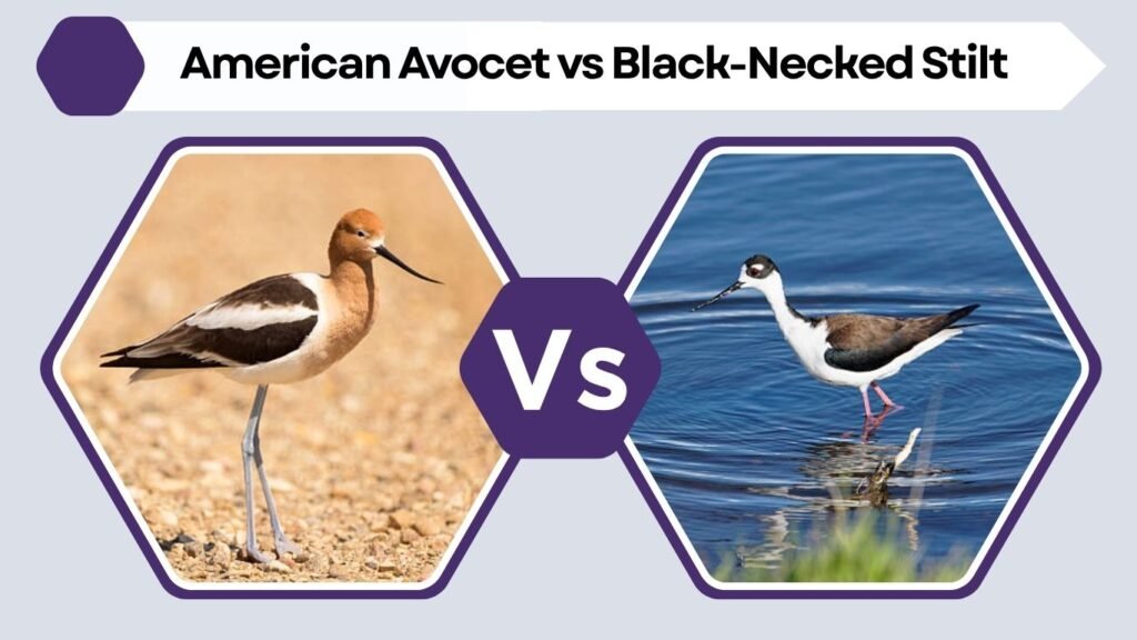 American Avocet vs Black-Necked Stilt