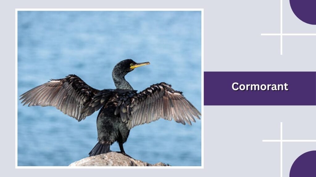Cormorant