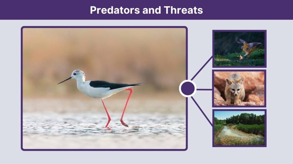 Predators and Threats