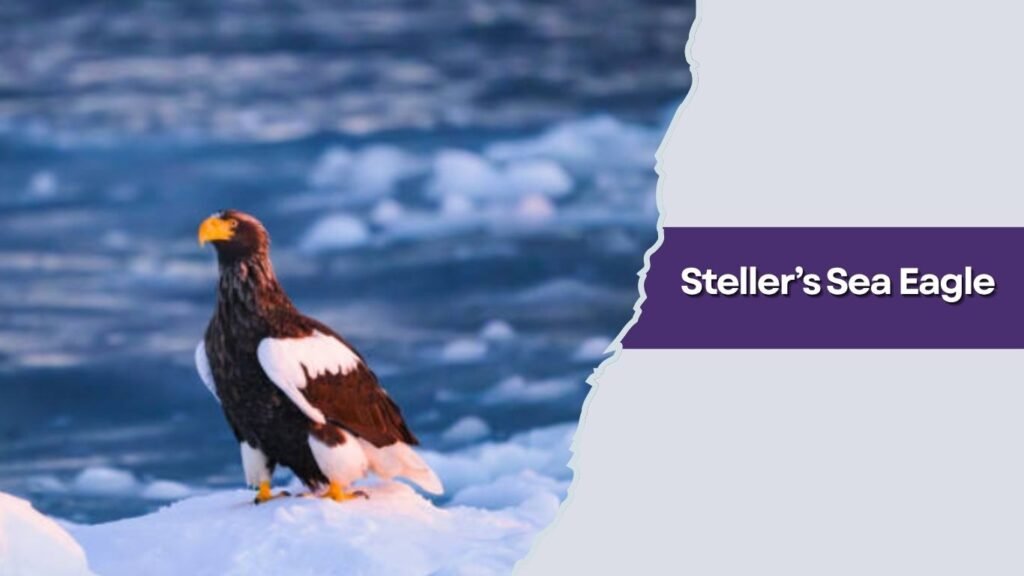  Steller’s Sea Eagle