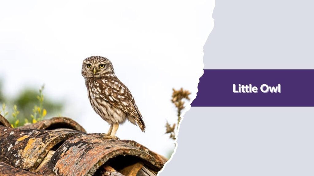 Little Owl