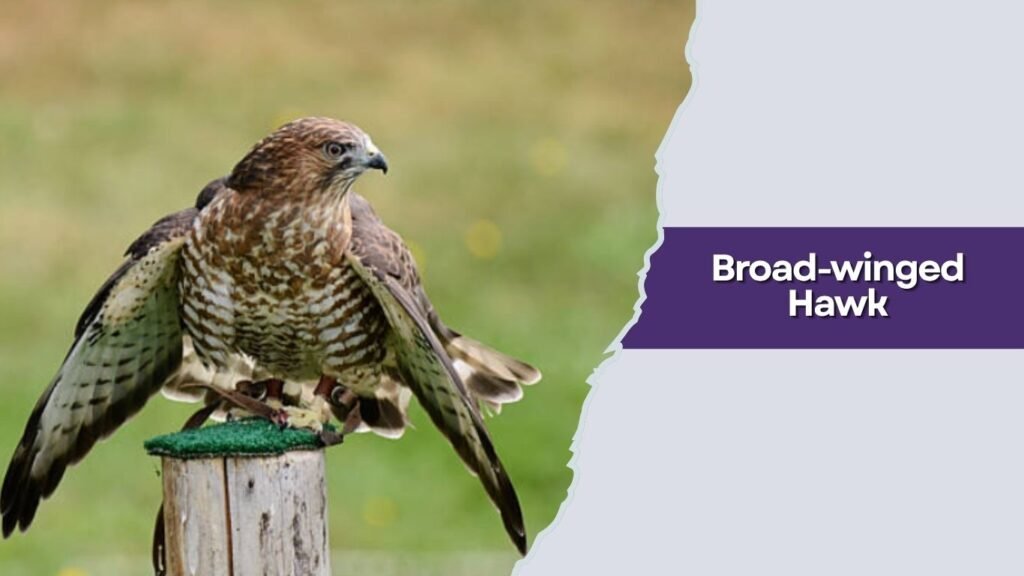 Broad-winged Hawk