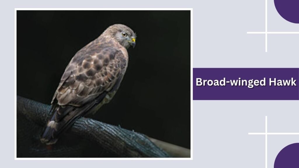 Broad-winged Hawk