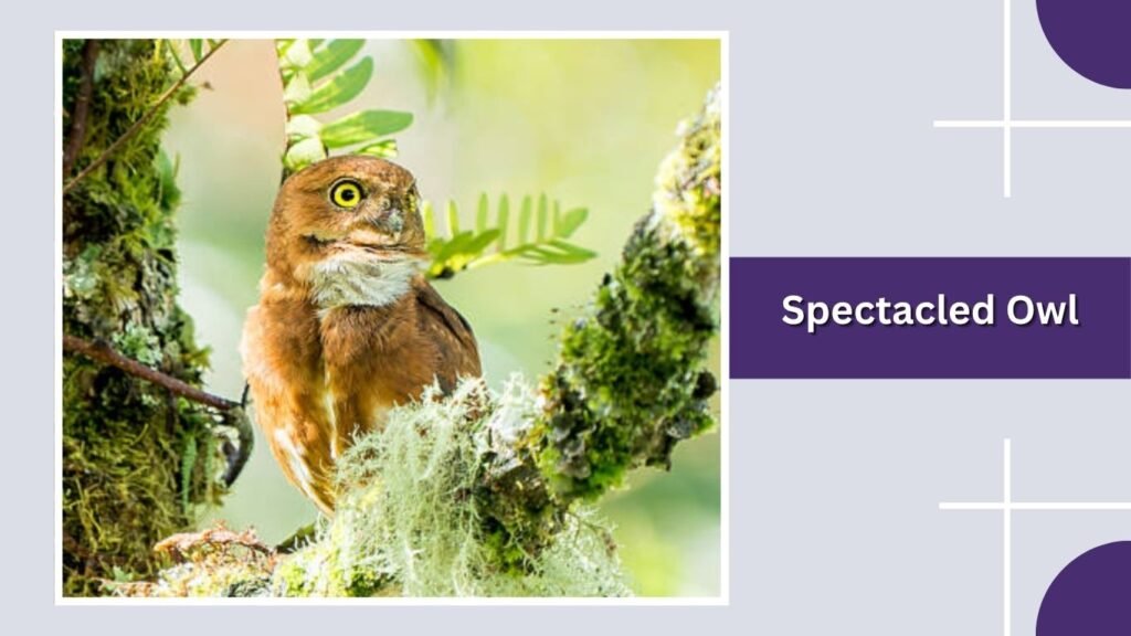 Spectacled Owl