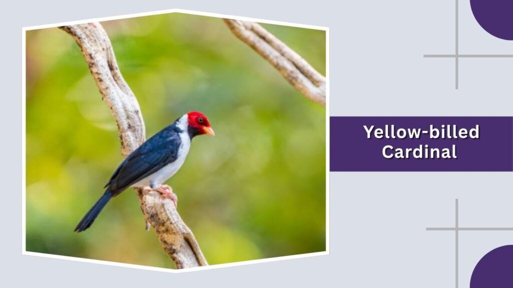 Yellow-billed Cardinal