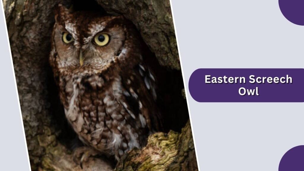  Eastern Screech Owl
