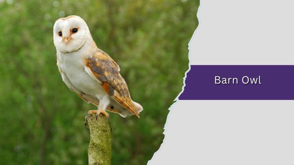 Barn Owl
