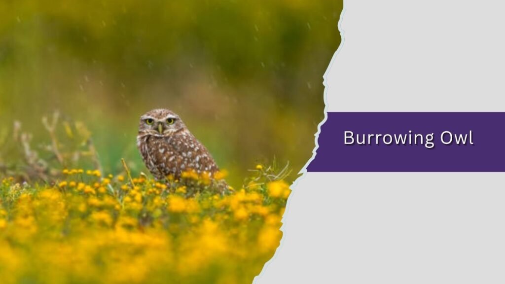 Burrowing Owl