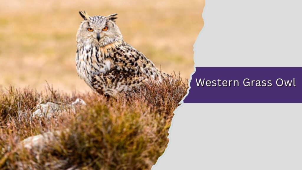  Western Grass Owl