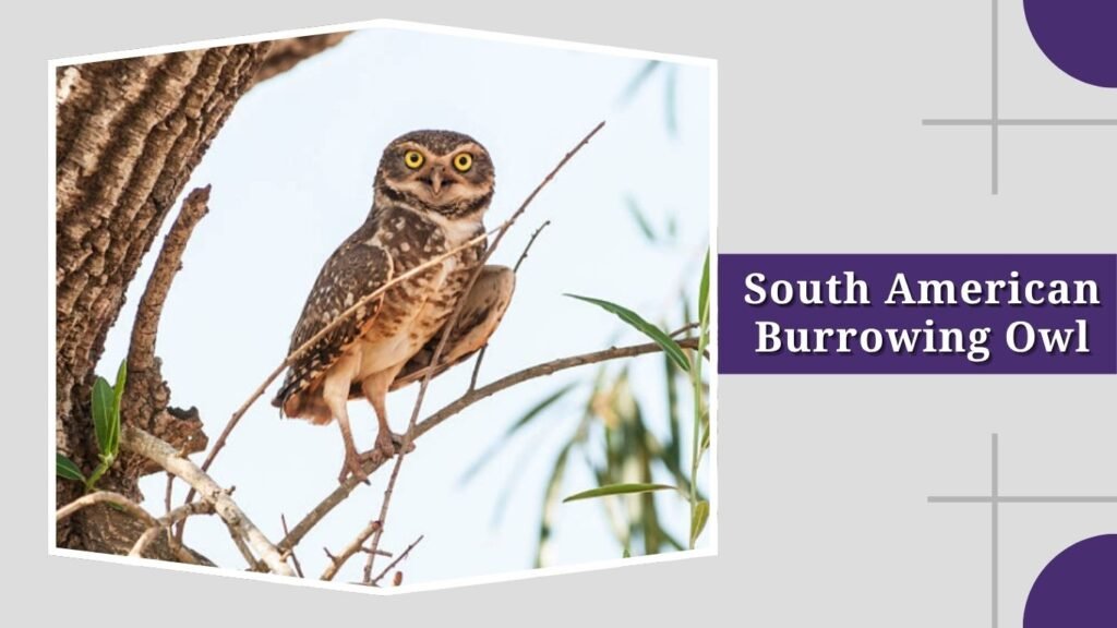 South American Burrowing Owl
