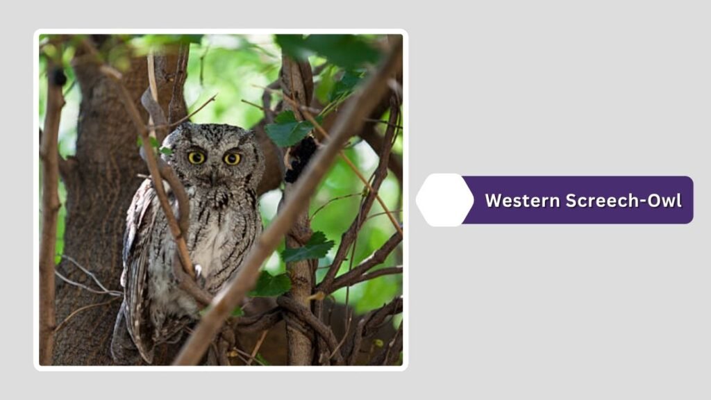 Western Screech-Owl