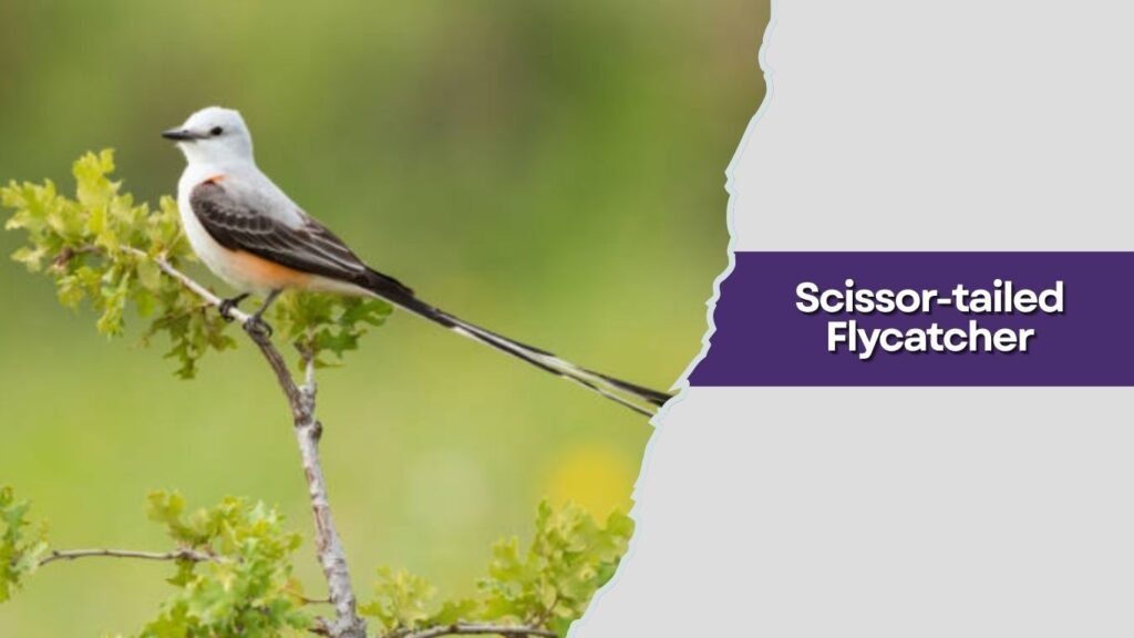 Scissor-tailed Flycatcher