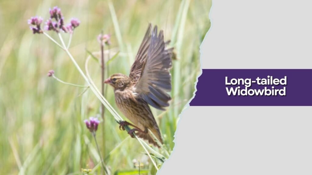 Long-tailed Widowbird