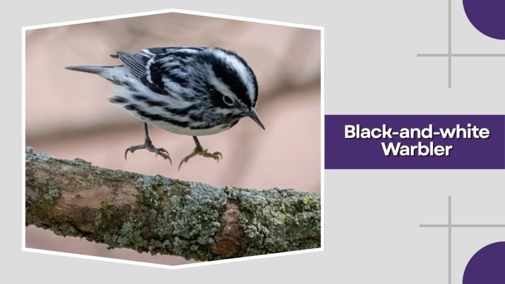  Black-and-white Warbler