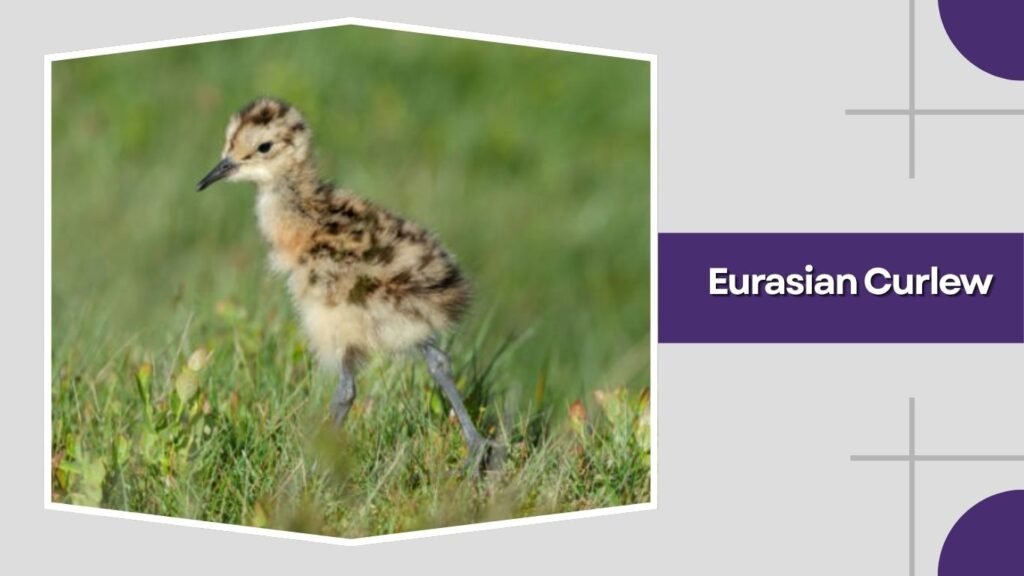 Eurasian Curlew