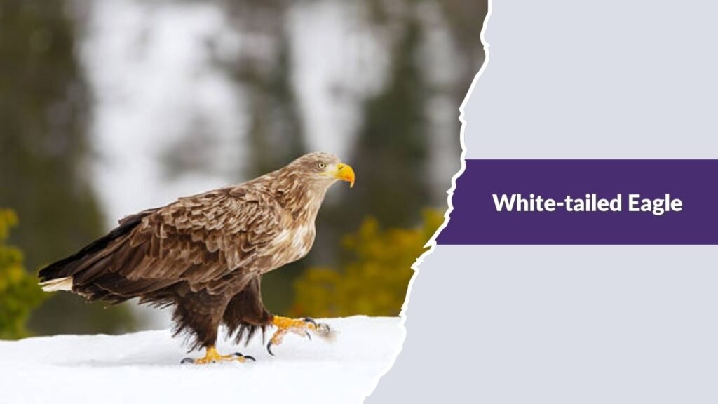 White-tailed Eagle