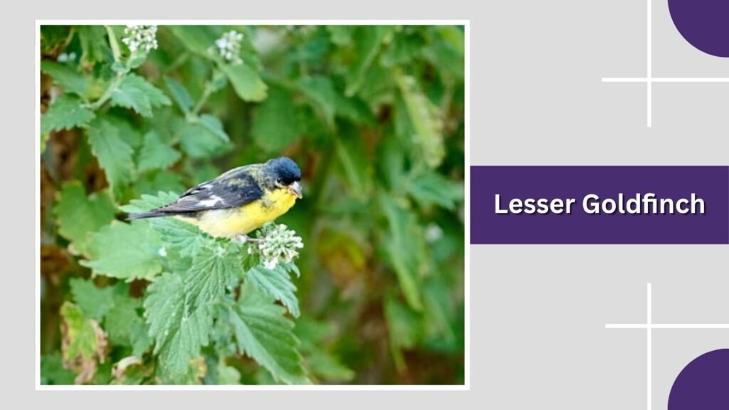 Lesser Goldfinch