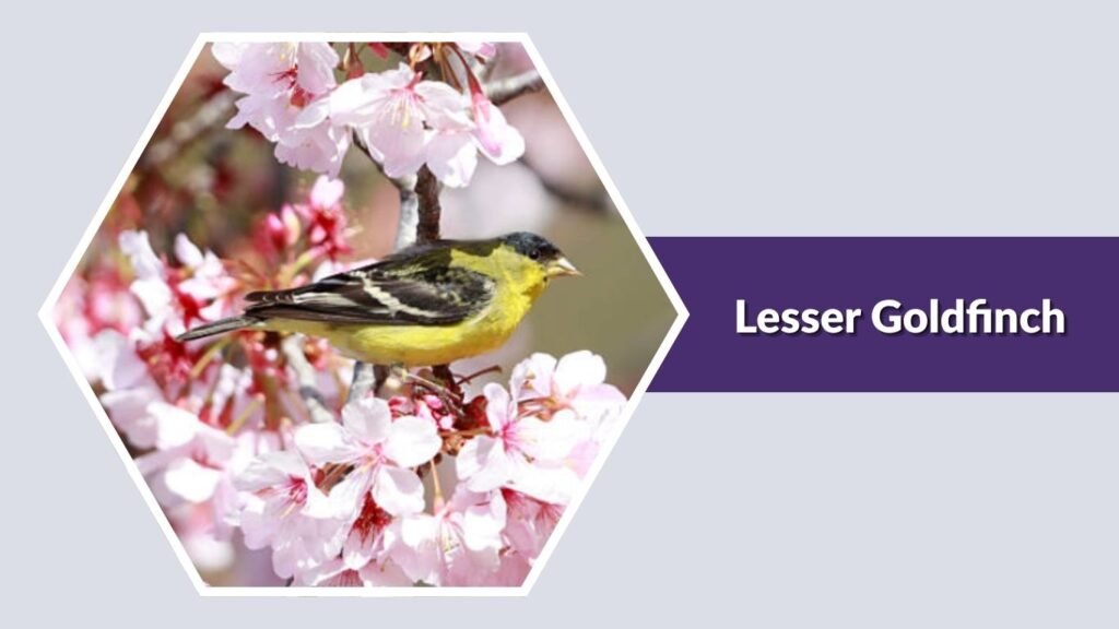 Lesser Goldfinch