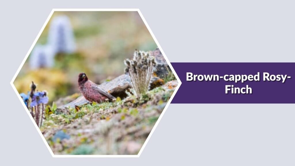 Brown-capped Rosy-Finch