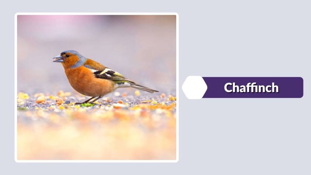 Chaffinch