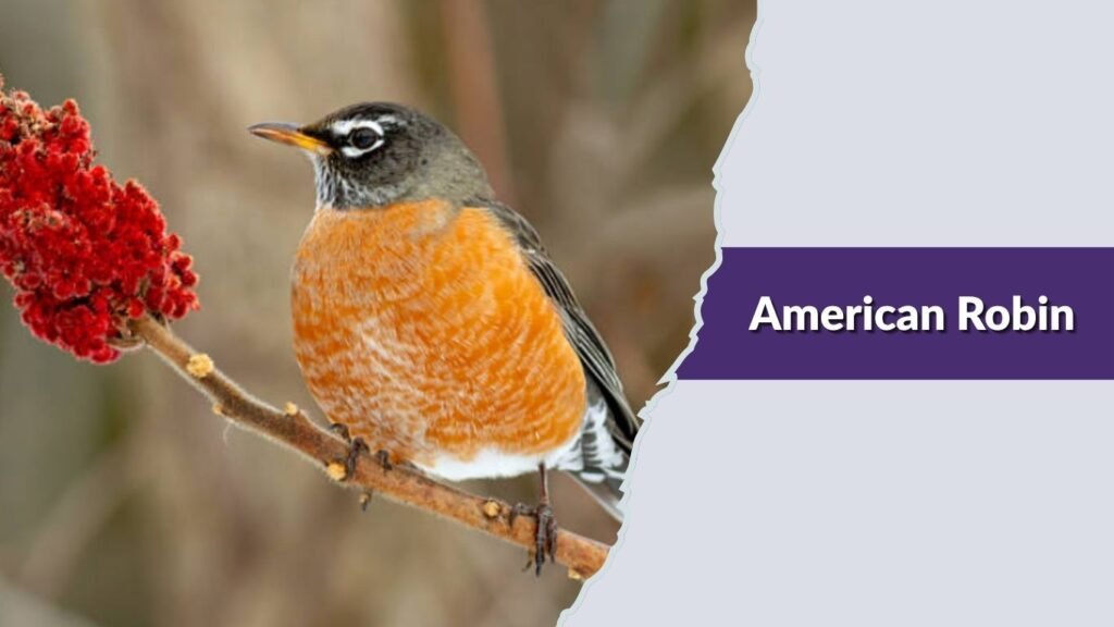 American Robin