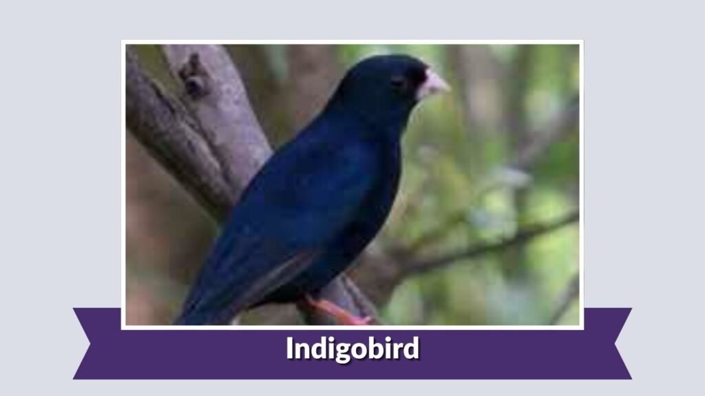 Indigobird