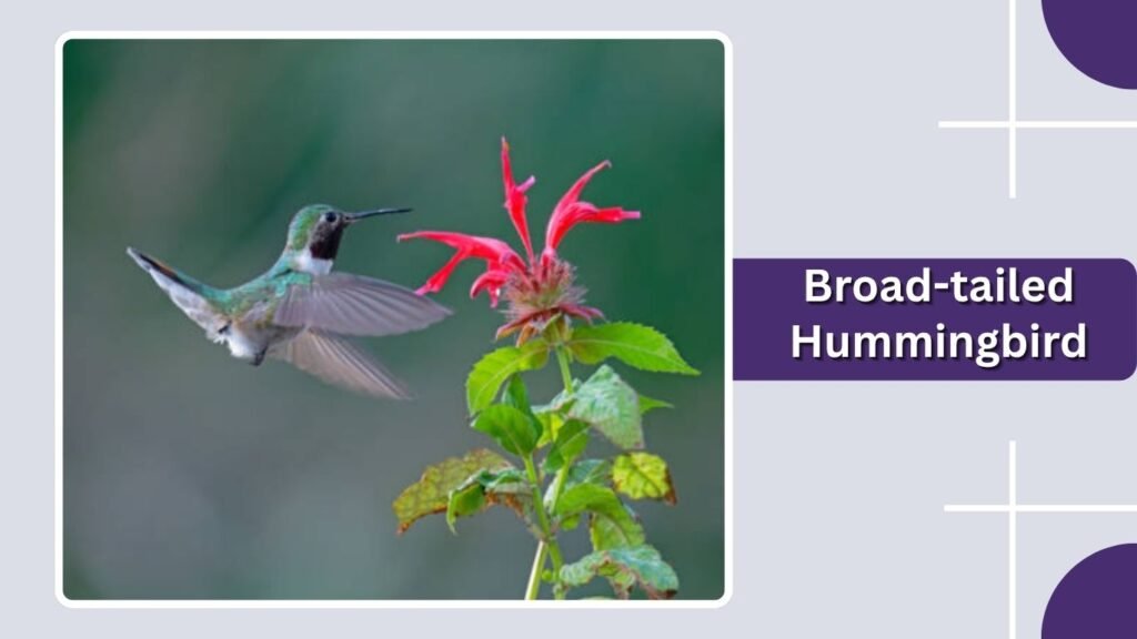  Broad-tailed Hummingbird