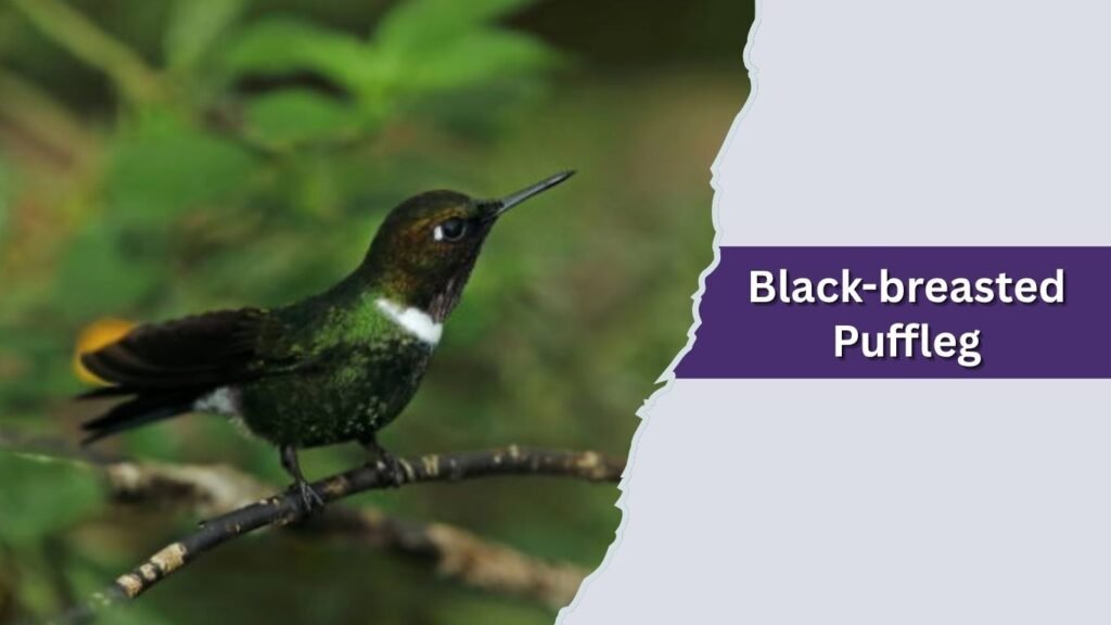 Black-breasted Puffleg