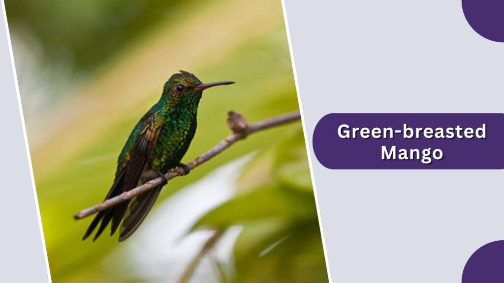  Green-breasted Mango