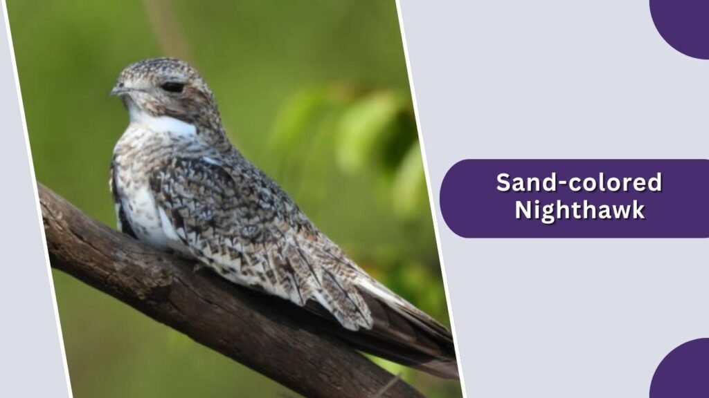 Sand-colored Nighthawk