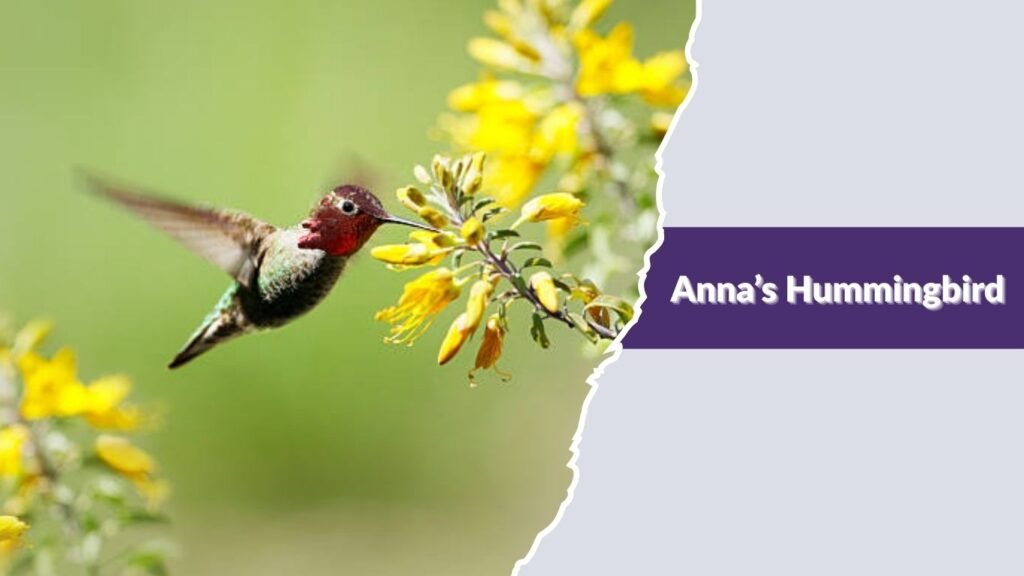 Anna’s Hummingbird