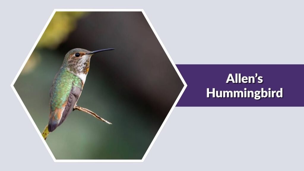 Allen’s Hummingbird