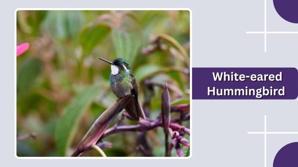  White-eared Hummingbird