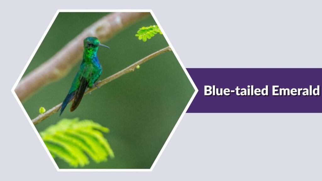  Blue-tailed Emerald