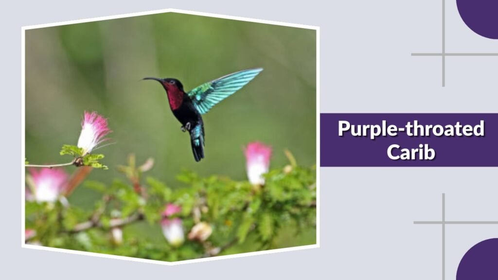 Purple-throated Carib