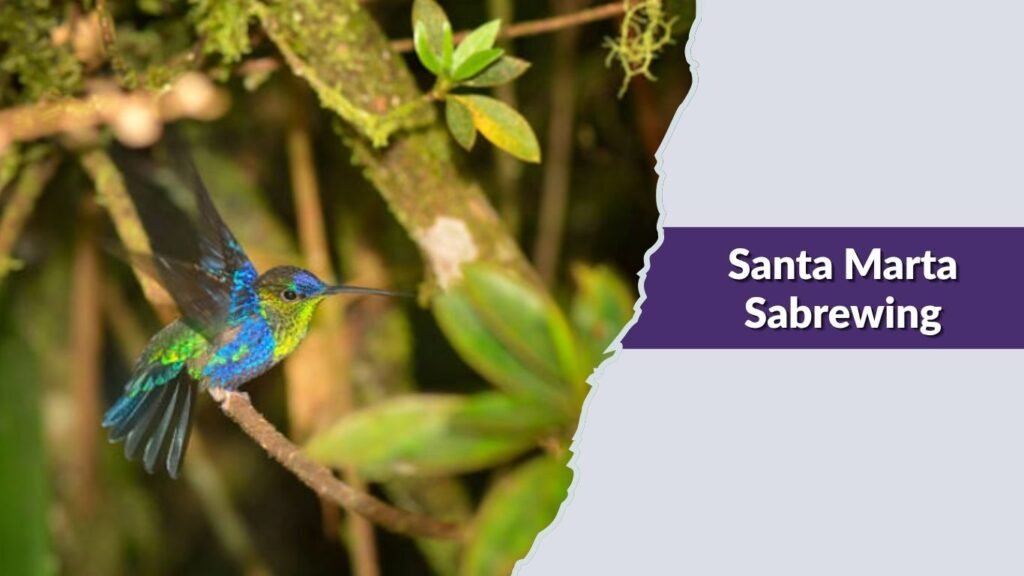 Santa Marta Sabrewing