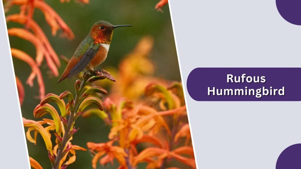  Rufous Hummingbird