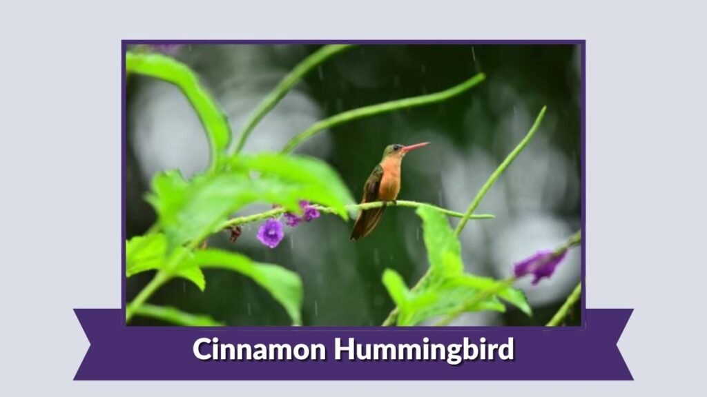 Cinnamon Hummingbird