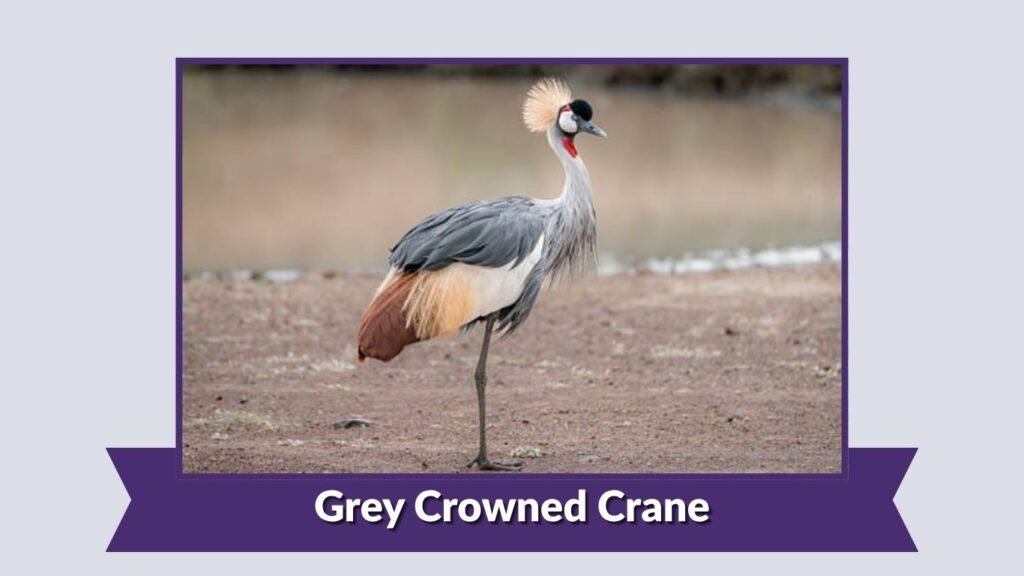 Grey Crowned Crane