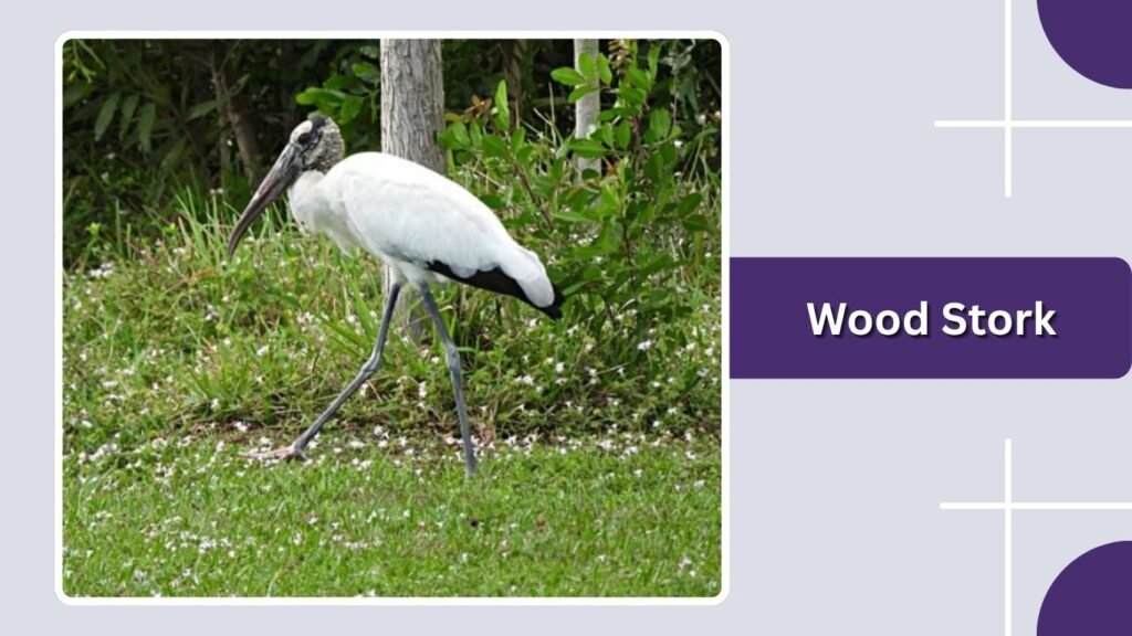 Wood Stork