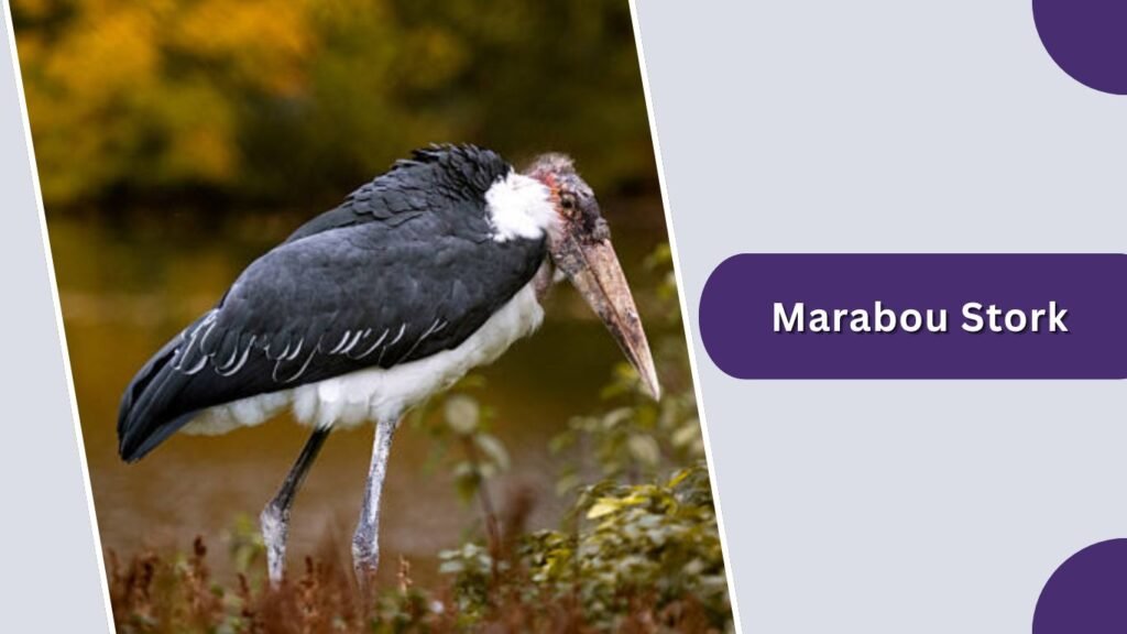  Marabou Stork